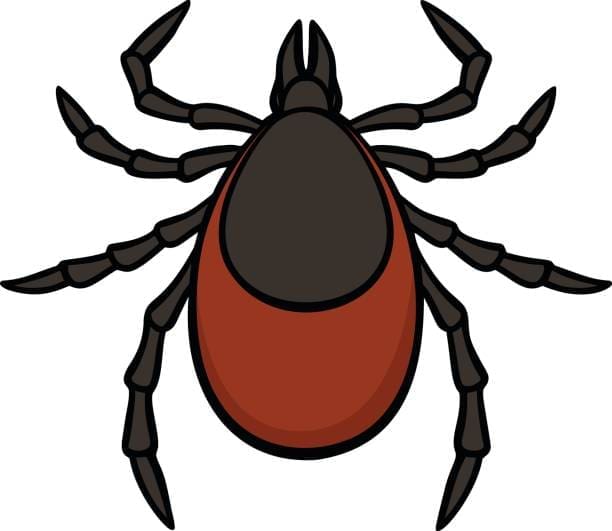 A vector illustration of a Tick.
