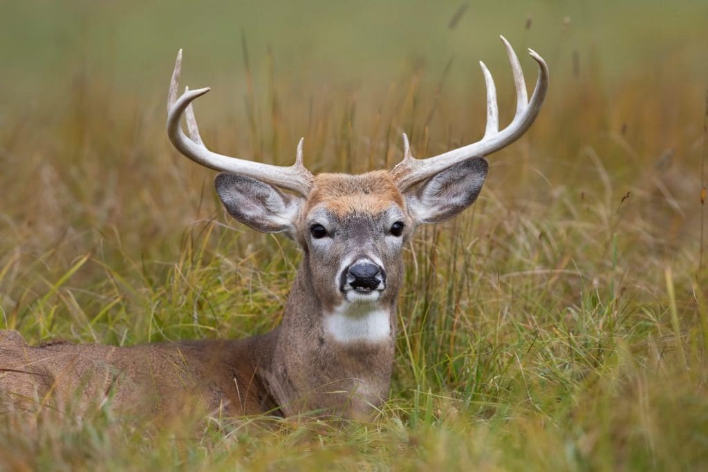 White-tailed,Deer,Buck,Resting,In,The,Grass,During,The,Rut