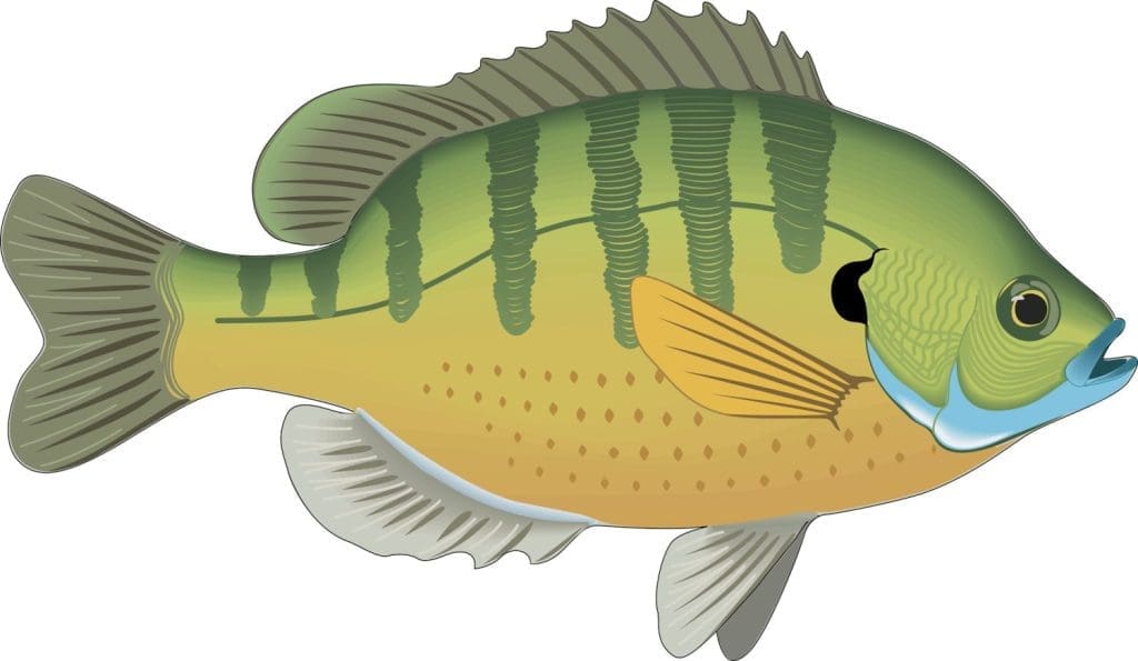 WEB-Bluegill