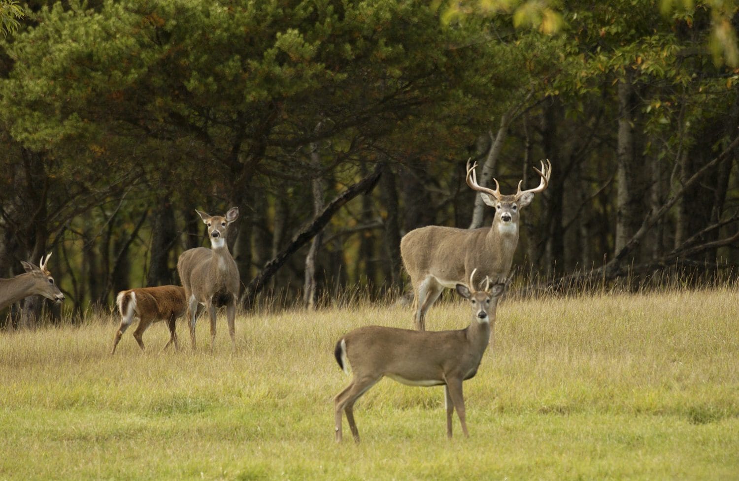 Deer Regulations Approved Marcellus News