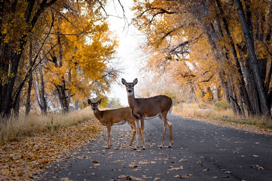 WEB-White-Tail-Deer-in-Road