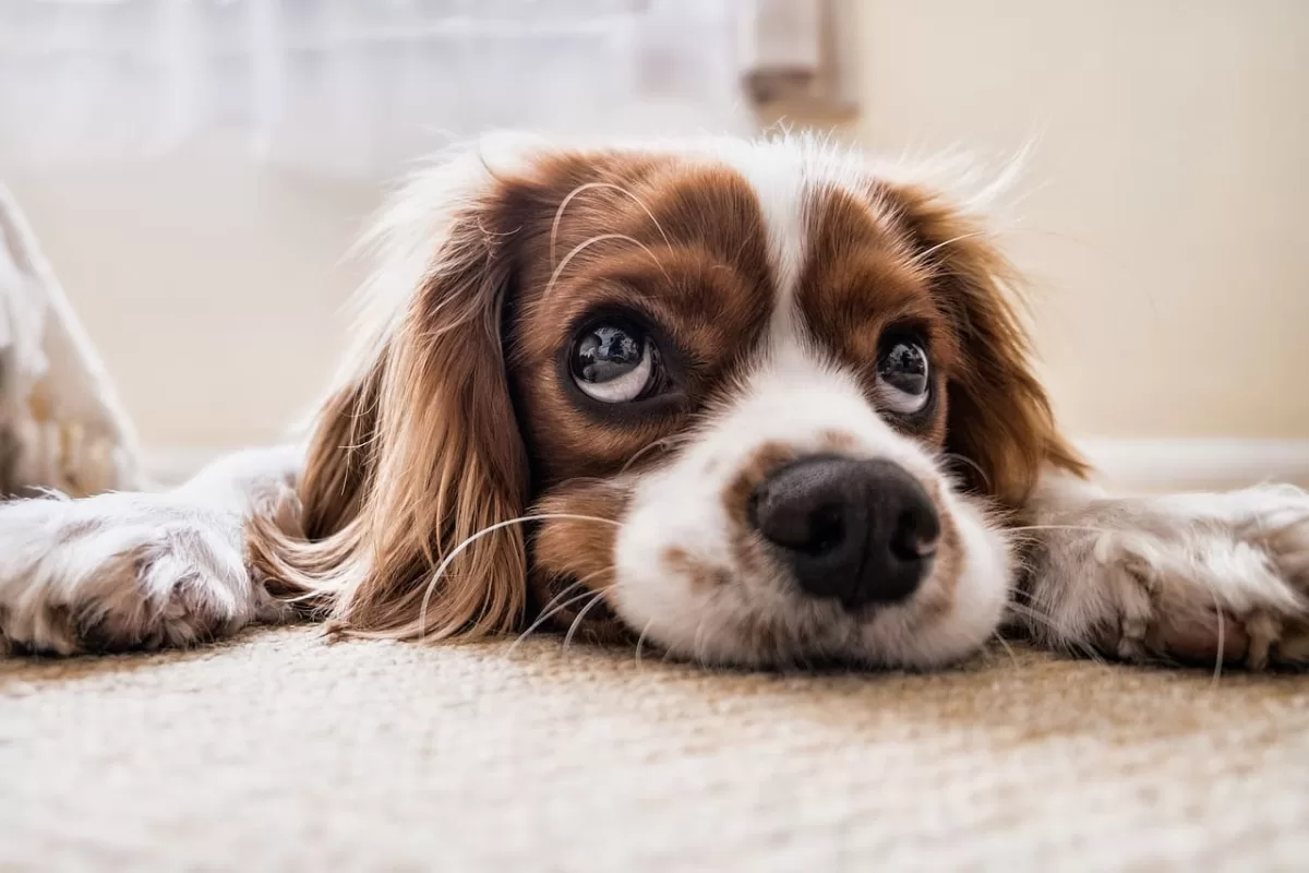 Puppy Dog
