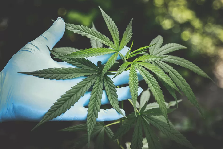 WEB-Earth-Talk-Cannabis