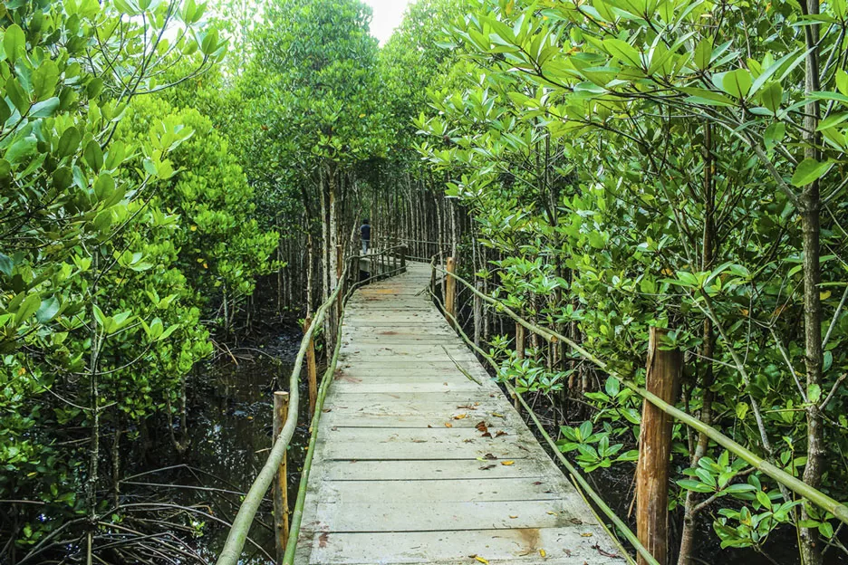 WEB-Earth-Talk-mangroves