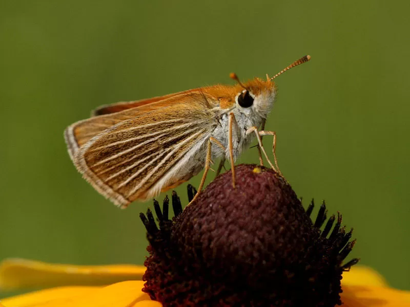 WEB-poweshiek-skipperling