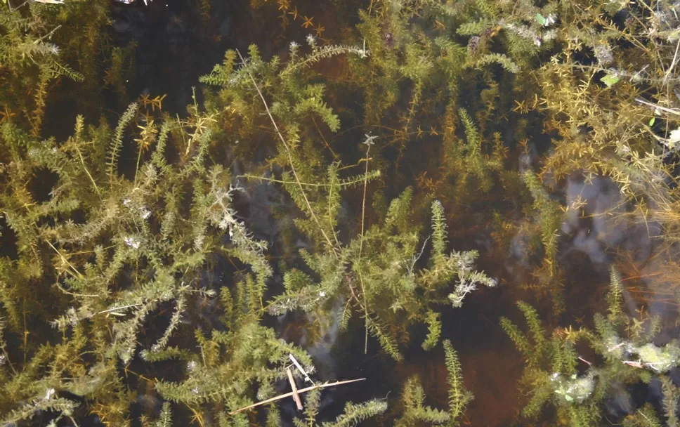 WEB-Hydrilla