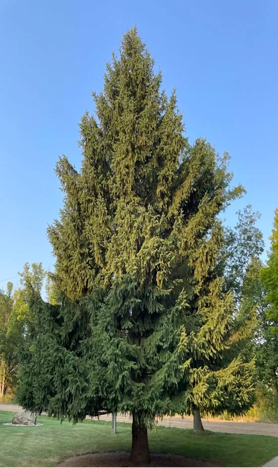 WEB-State-Xmas-Tree-2024