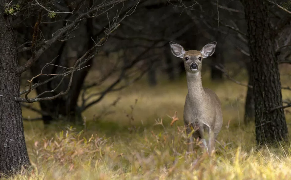 WEB-Doe