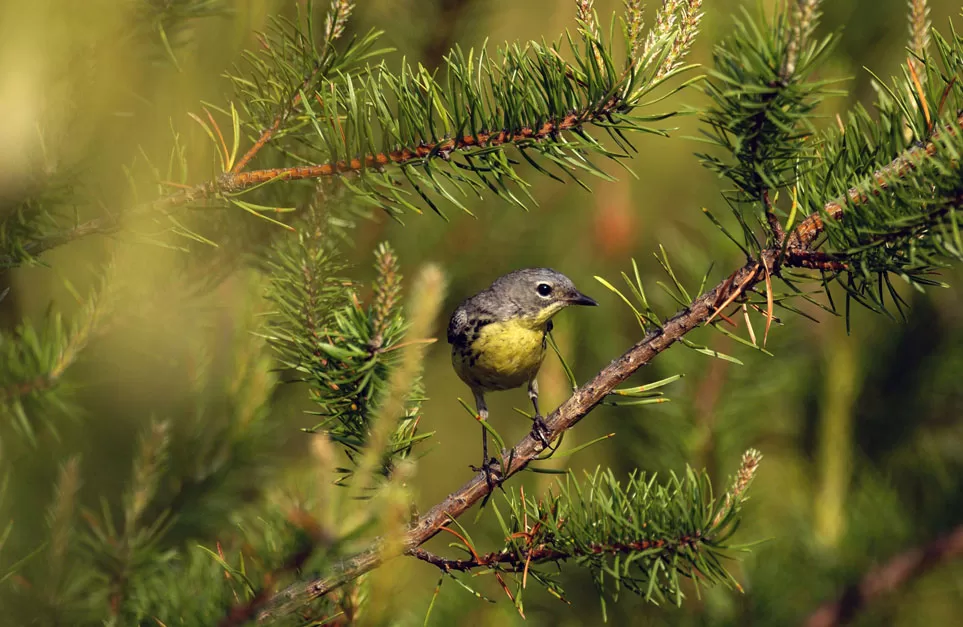 WEB-Warbler