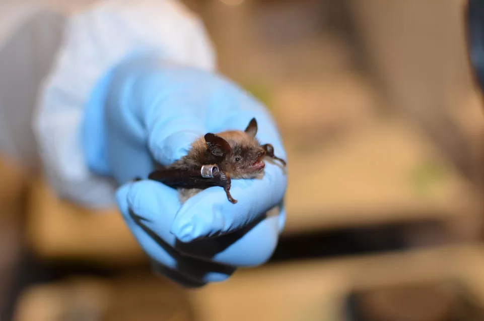WEB-DNR-Brown-Bat