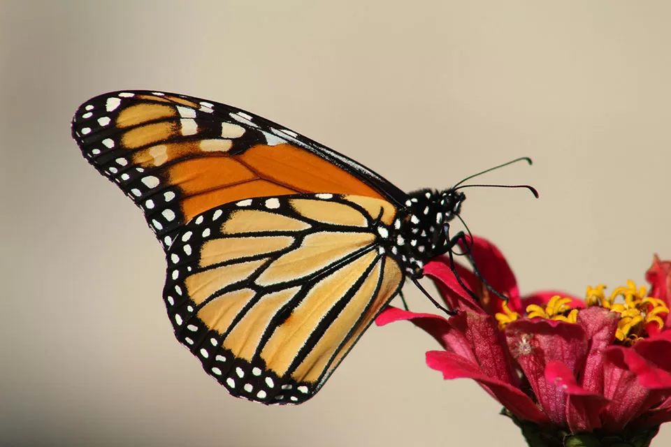 WEB-Earth-Talk-monarch