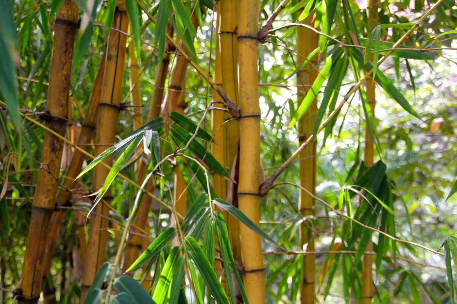 WEB-Earth-Talk-bamboo-1028699_1920