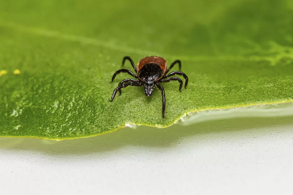 WEB-Earth-Talk-Tick