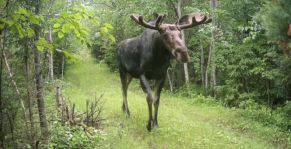 WEB-UP-Moose