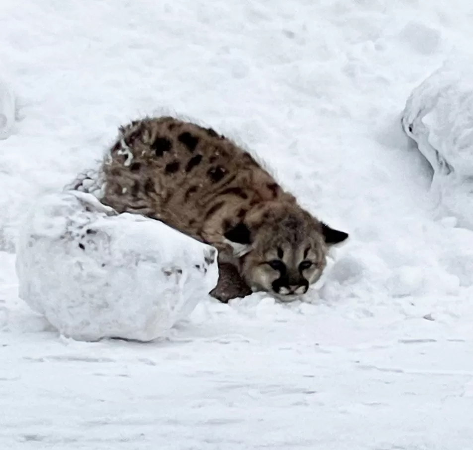 WEB-Cougar-cubs-1