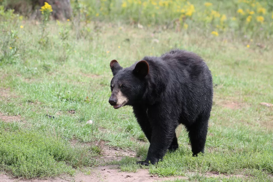 WEB-Black-Bear-Oswalds