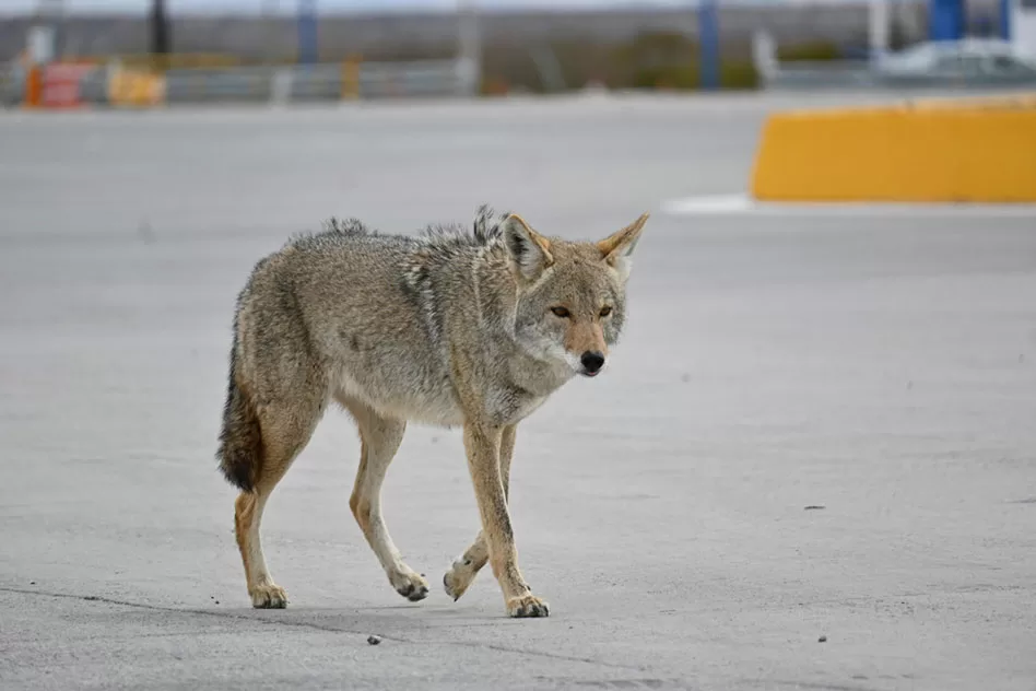 WEB-Earth-Talk-Coyote