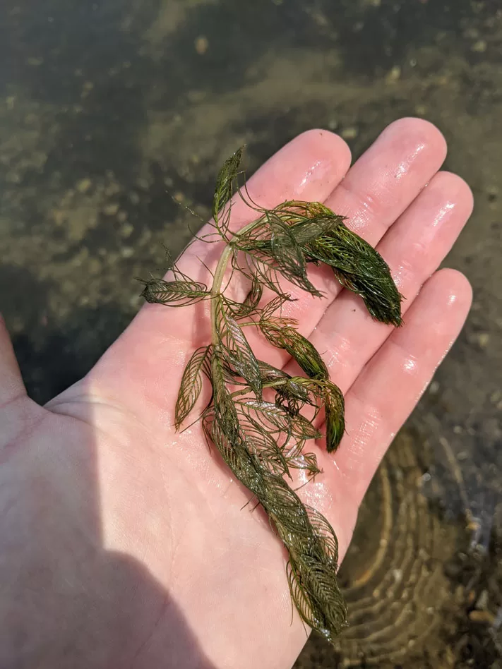 WEB-Eurasian-Watermilfoil-at-Harwood-Lake-Boat-Launch-August-7-2021