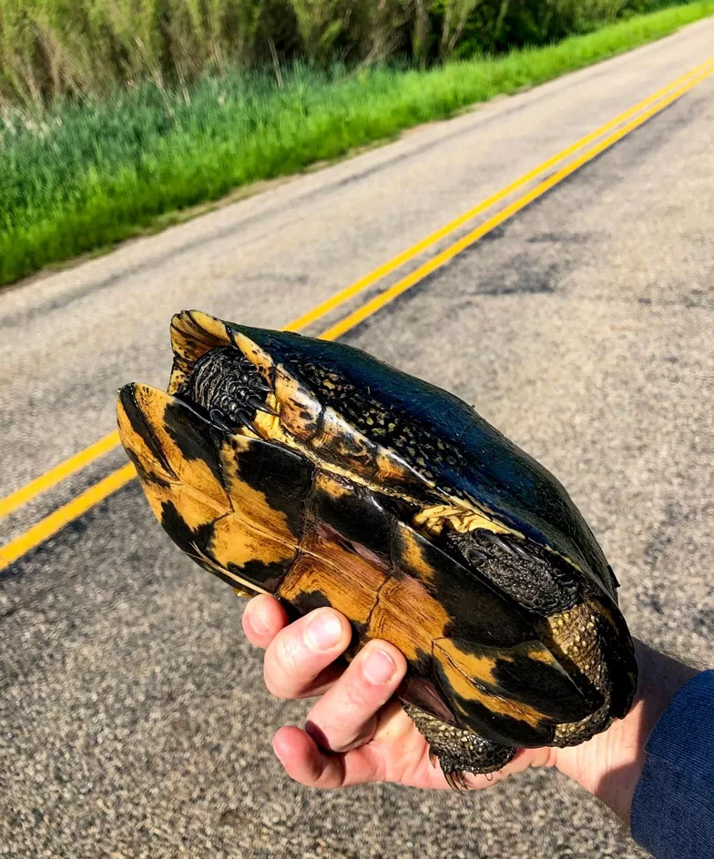 WEB-DNR-Blanding's-Turtle