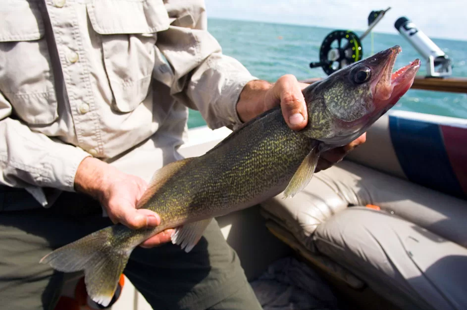 WEB-Walleye-2