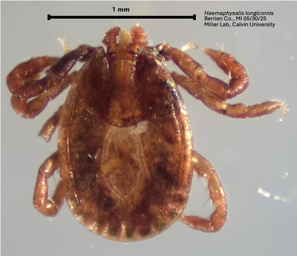 WEB-Asian-Longhorned-Tick