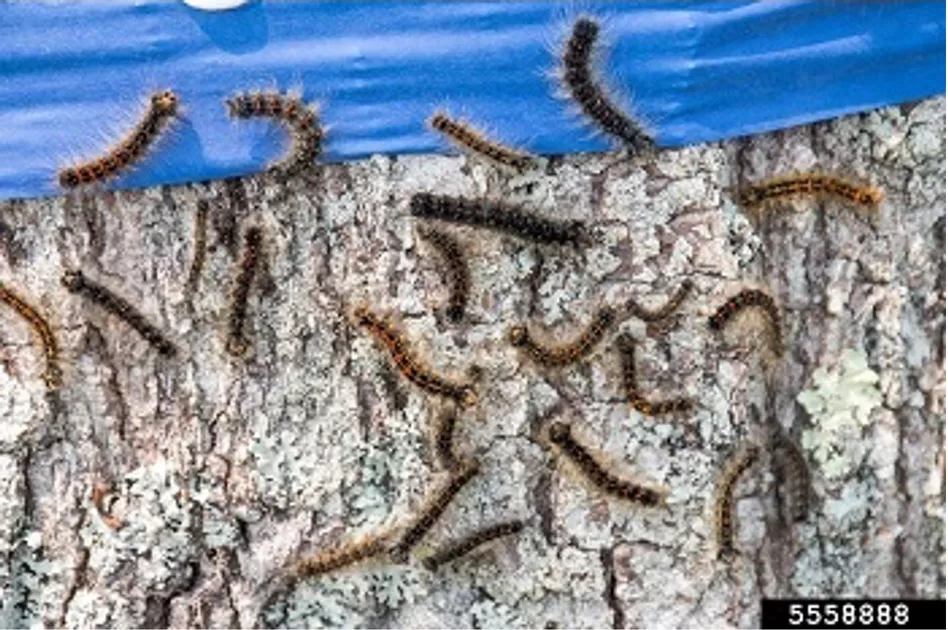 WEB-DNR-Spongy-Moth