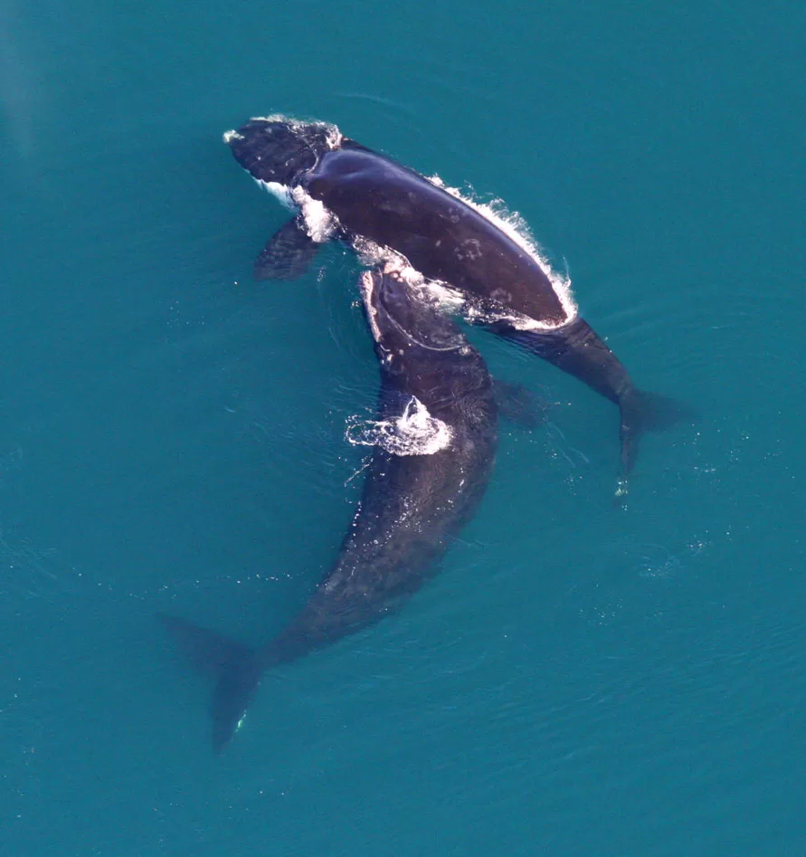 WEB-Earth-Talk-No-Atlantic-Right-Whale