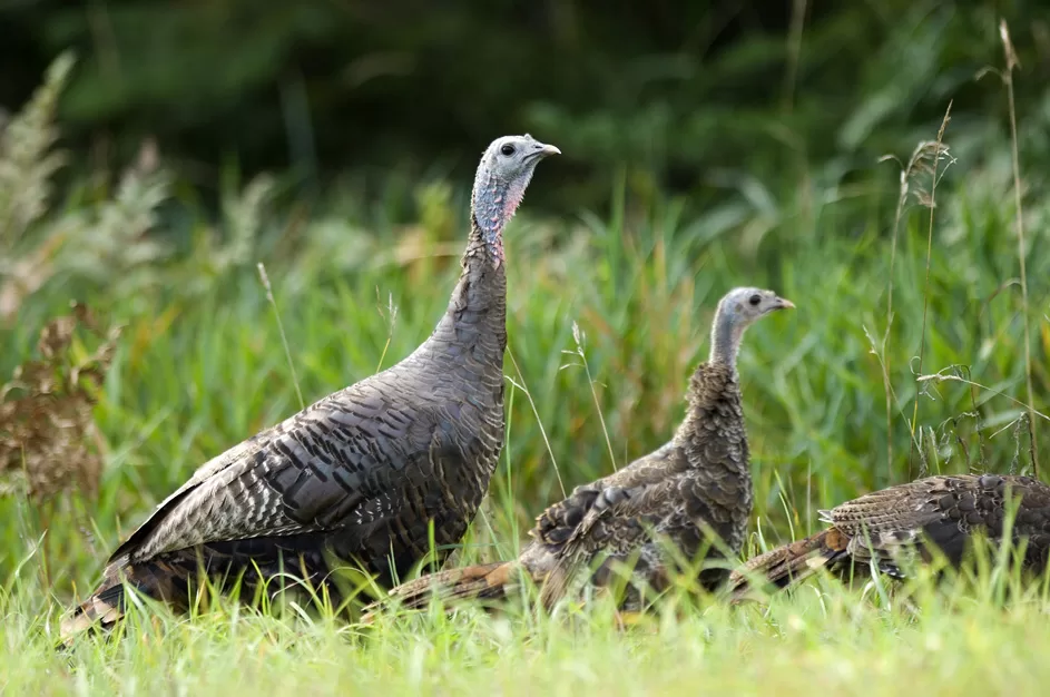 WEB-DNR-Wild-turkeys-1