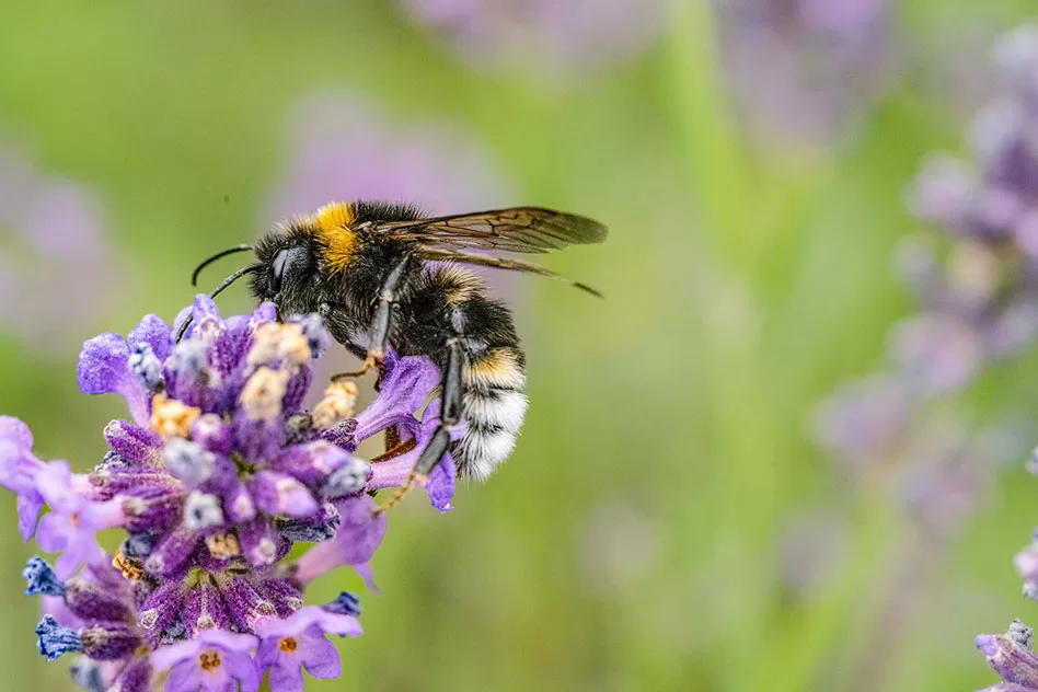 WEB-Earth-Talk-Pollinator