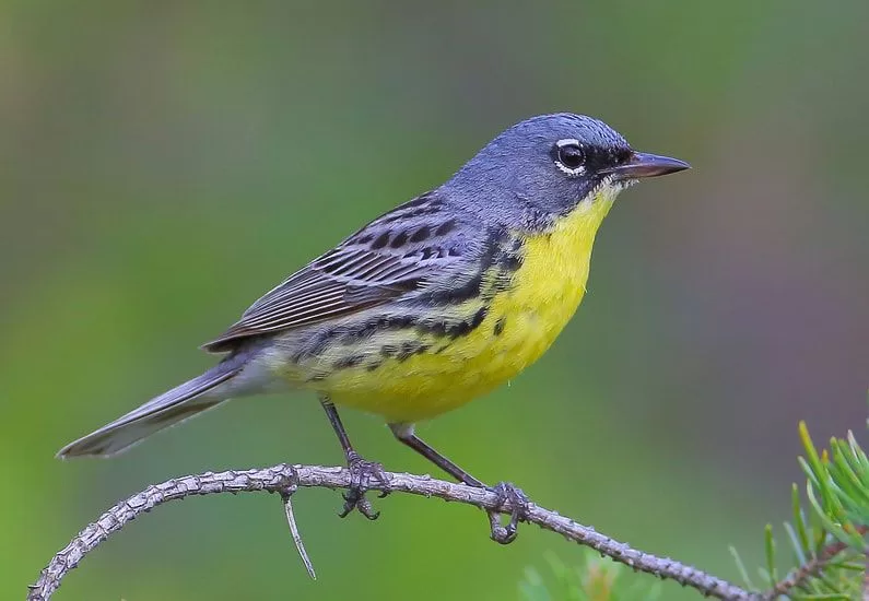 WEB-Kirtlands-Warbler