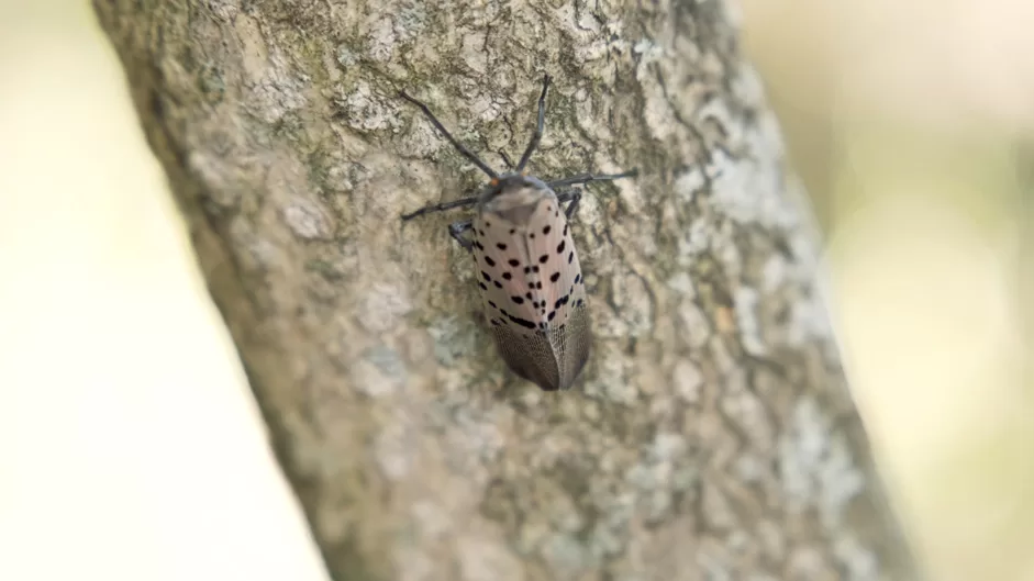 WEB-Spotted-Lanternfly-Close-up-on-Tree