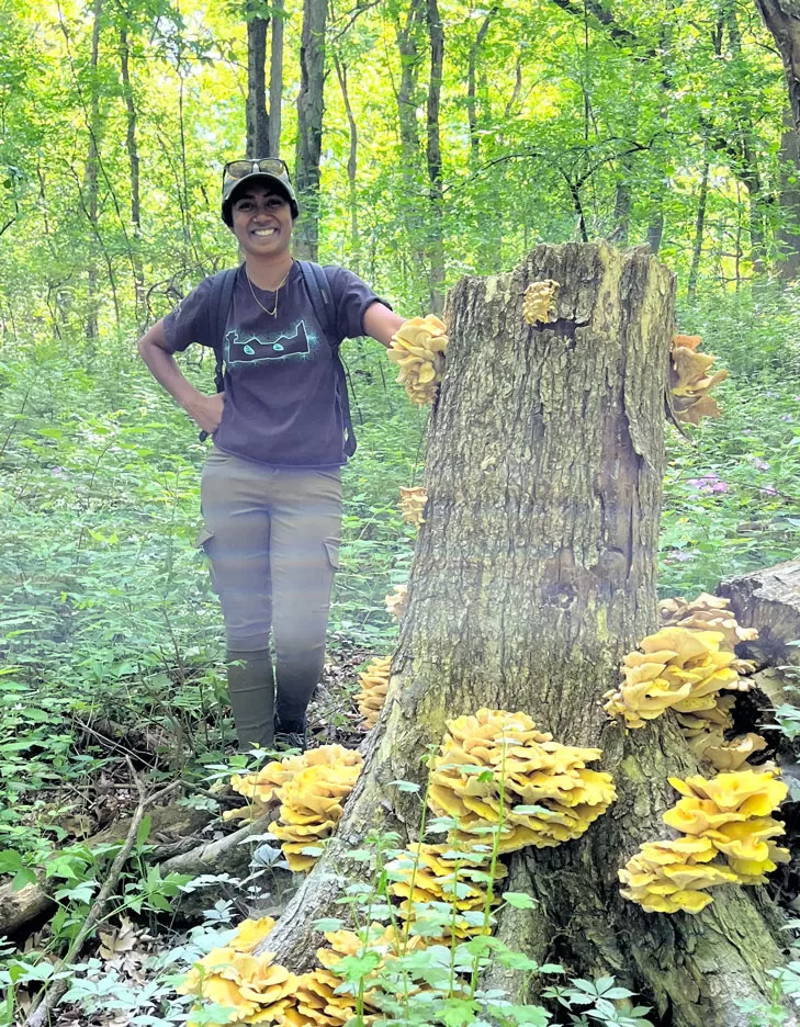 WEB-DNR-Golden-Mushroom