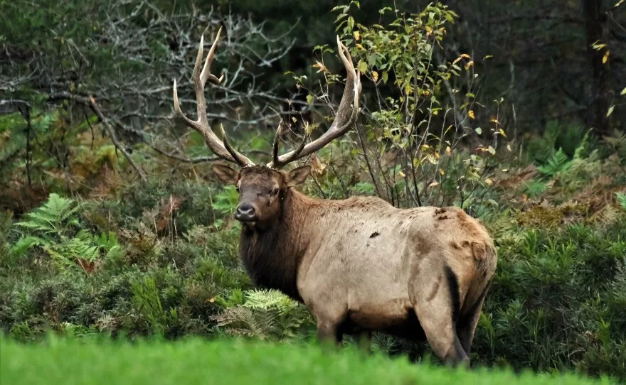 WEB-MI-Elk