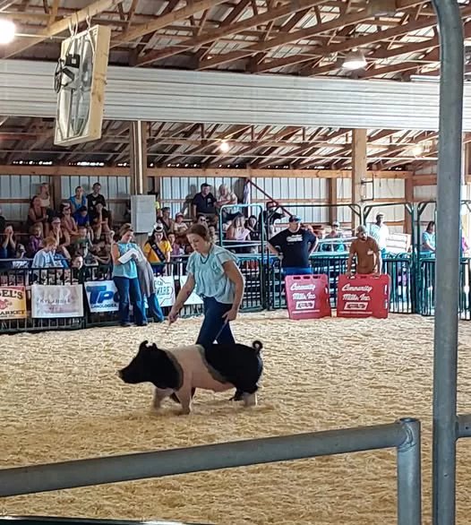 WEB-Madi-Swine-2025