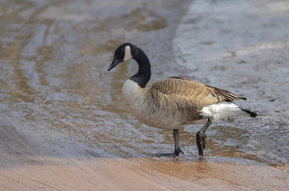 WEB-Canda-Goose