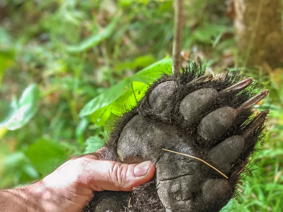 WEB-DNR-Bear-Paw