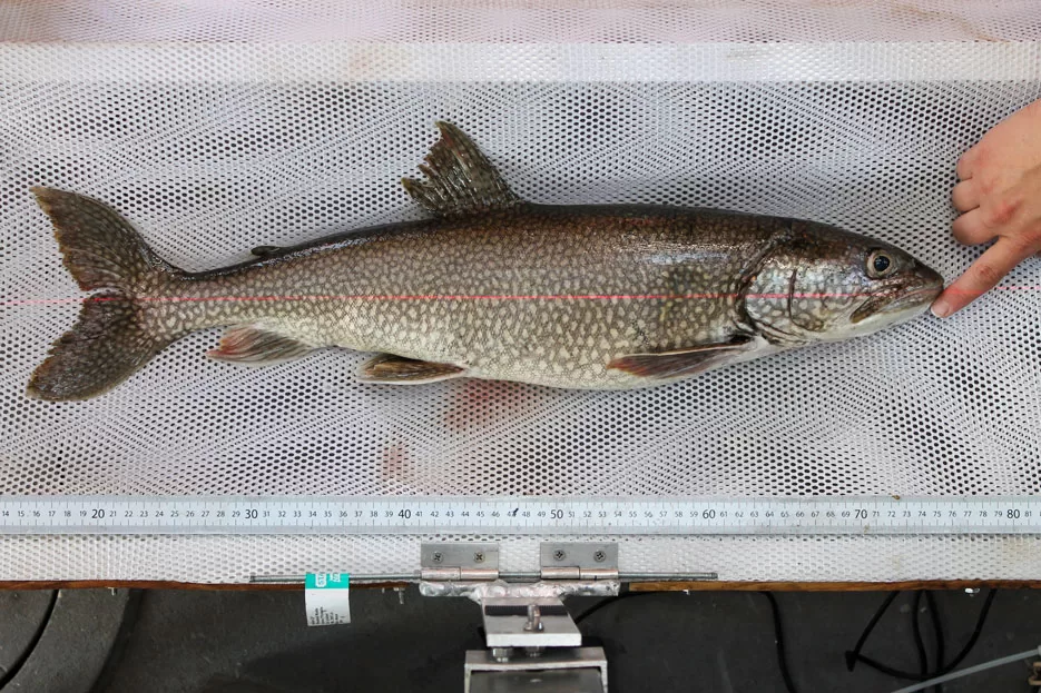 WEB-DNR-Trout-Mary-Catherine