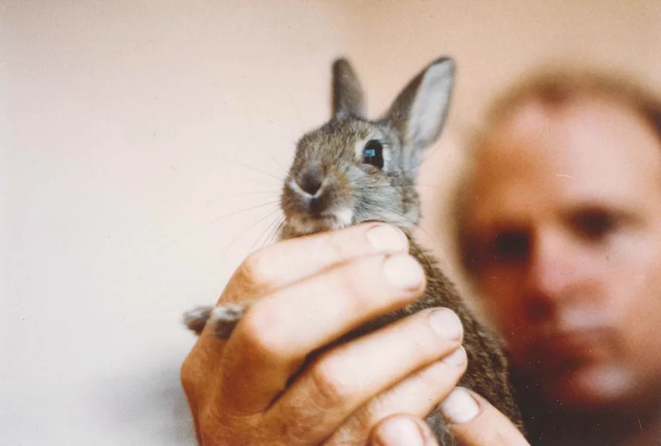WEB-John-Mooy-Rabbit