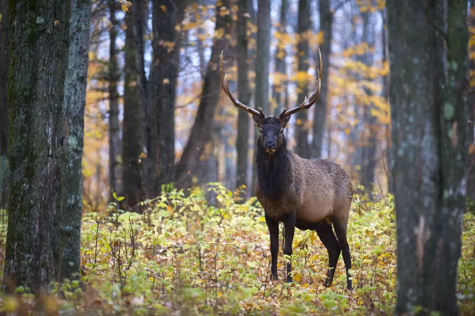 WEB-DNR-Bull-Elk