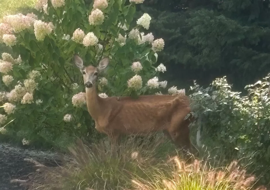 WEB DNR-CWD-Positive-Doe