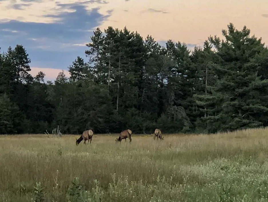 WEB-DNR-Grazing-Elk