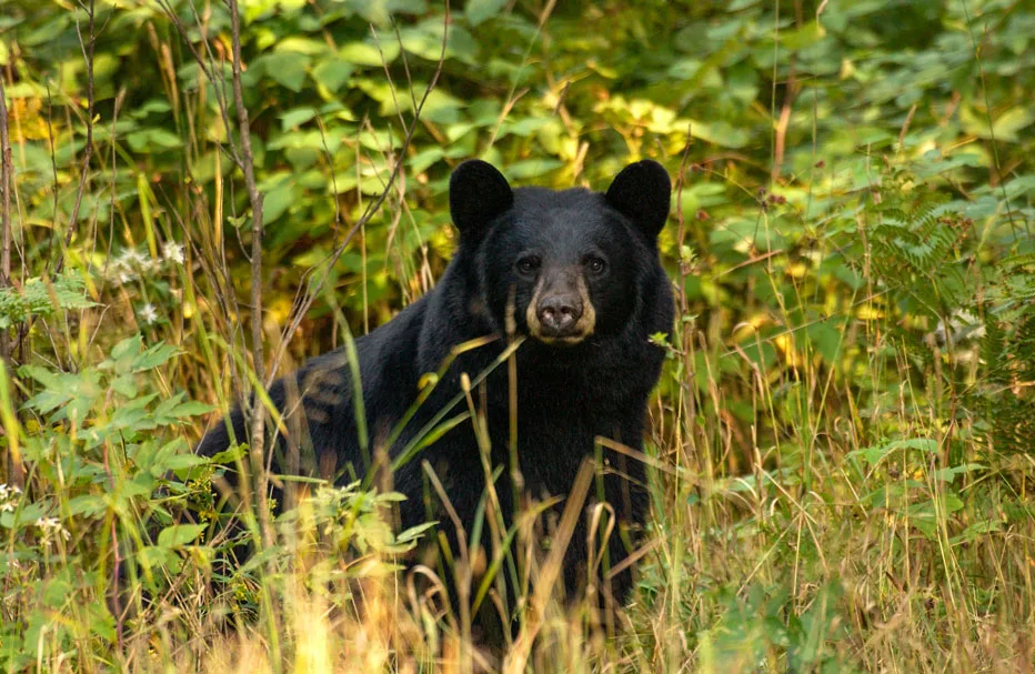 WEB-DNR-Black-Bear