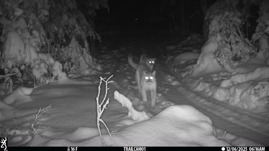 WEB-DNR-Cougars-2025