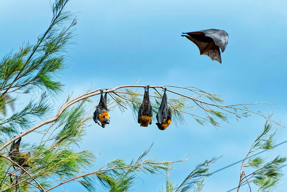 WEB-Earth-Talk-Bats
